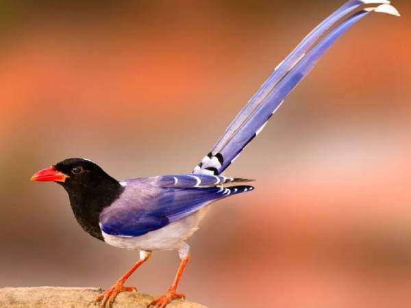 Ý nghĩa chim phượng hoàng trong tâm linh và phong thủy