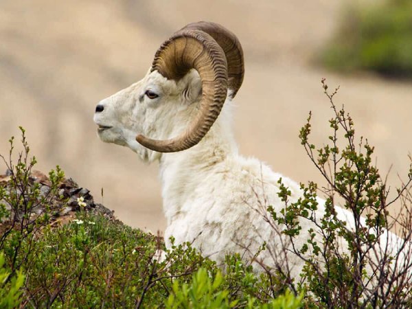 Luận con số may mắn tuổi Ất Mùi ngày 7/1/2026 theo ngũ hành Luận con số may mắn tuổi Ất Mùi ngày 7/1/2026 theo ngũ hành