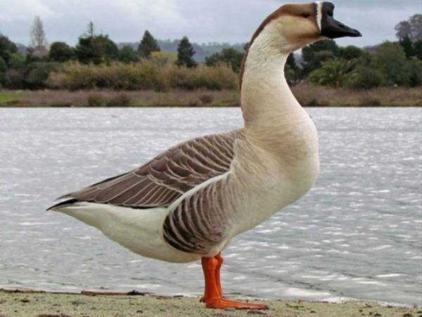 Ý nghĩa con ngỗng trong đời sống và biểu tượng tinh thần Ý nghĩa con ngỗng trong đời sống và biểu tượng tinh thần